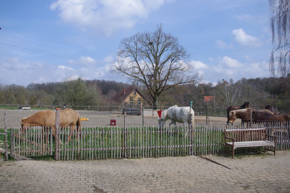 Islandpferde auf grünem Rasen hinter einem Gartenzaun