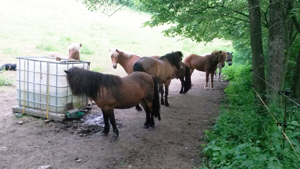 Islandpferde, Shetlandponys und ein Fjordpferd stehen auf der Weide um den Wassertank