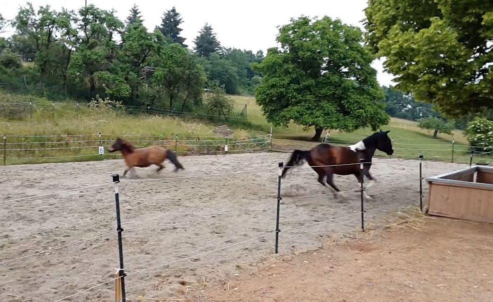 Shetty-Wallach und Quarab-Stute toben auf dem Reitplatz