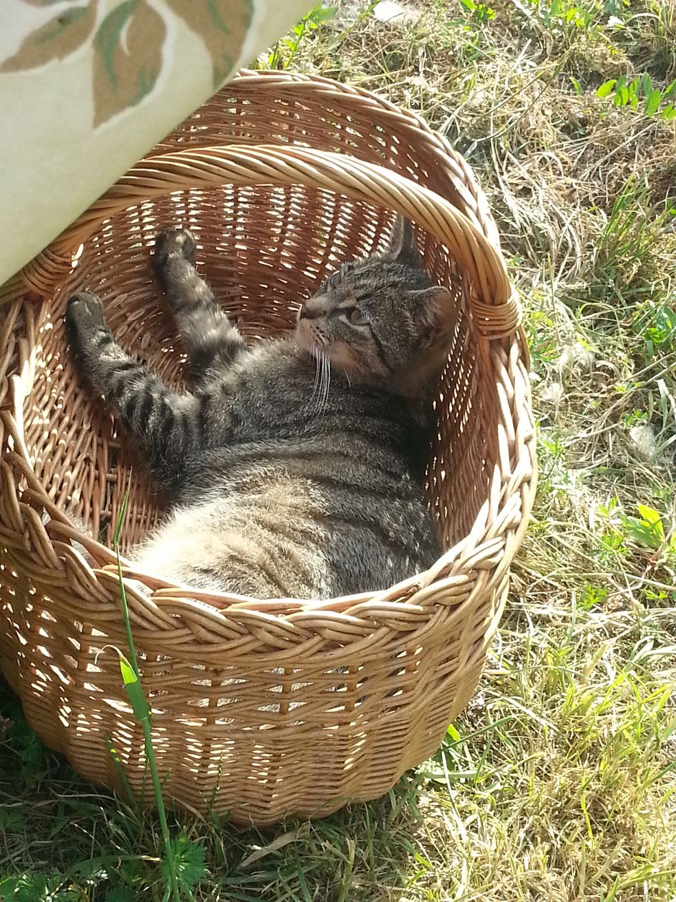 Kater liegt in einem Weidenkorb