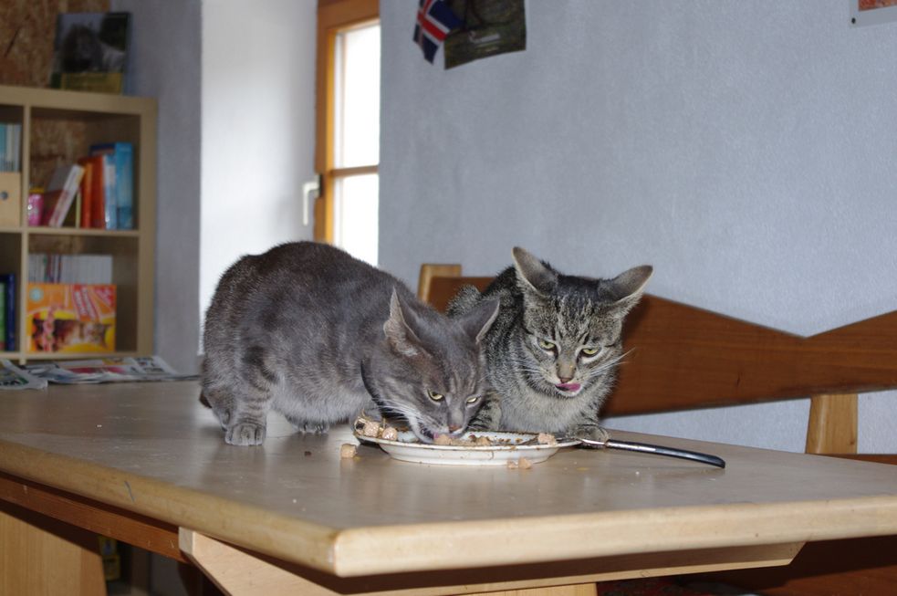 Die Kater Olli und Timmy fressen im Reiterstübchen