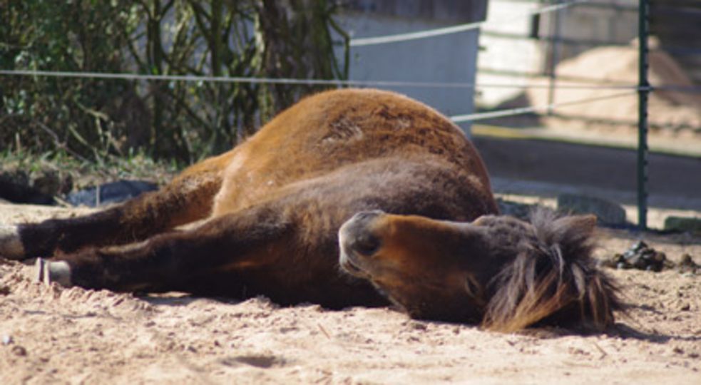 Pony liegt gemütlich auf dem Paddock