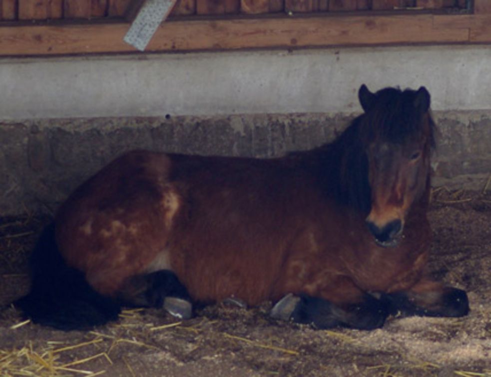 Islandpony liegt im Offenstall