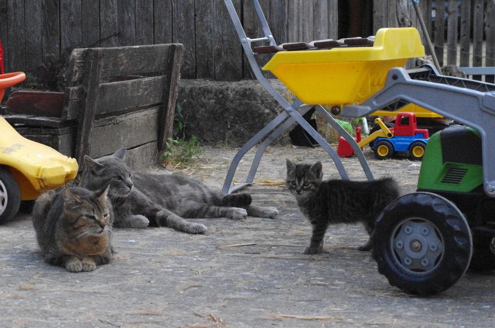 Zwischen Kinder-Tret-Traktor, Bobby-Car und Sandkasten sind drei Katzen zu sehen. Ein wenige Wochen altes Katzenbaby stehend, gegenüber liegend ein Kater und halb liegend eine weibliche Katze, die Mutter des Katzenbabys.