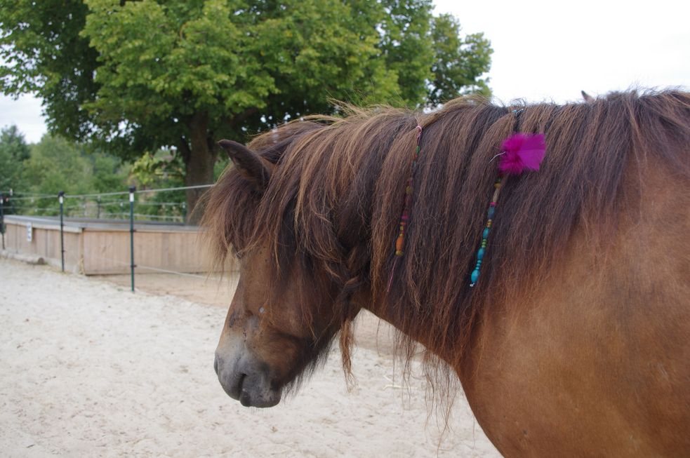 Pony mit Haarschmuck