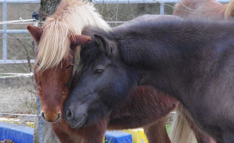 Zwei Islandponys dicht beieindander mit halbhohen Köpfen. Die Nasen direkt aneinander.