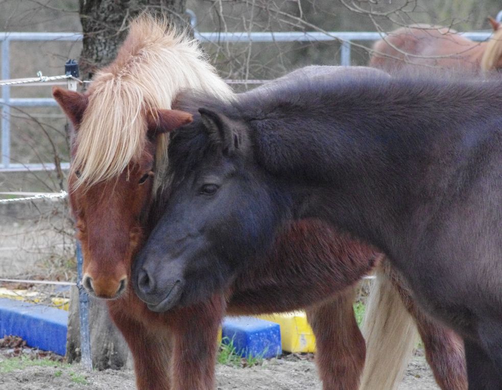 Zwei Islandponys dicht beieindander mit halbhohen Köpfen. Die Nasen direkt aneinander.