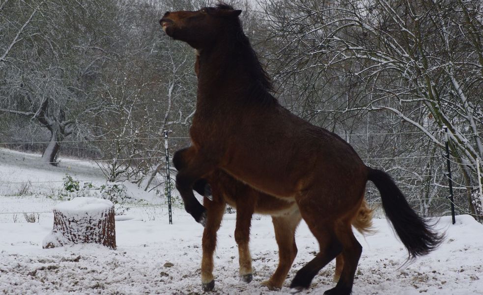 Islandpferde spielen auf dem verschneiten Reitplatz.