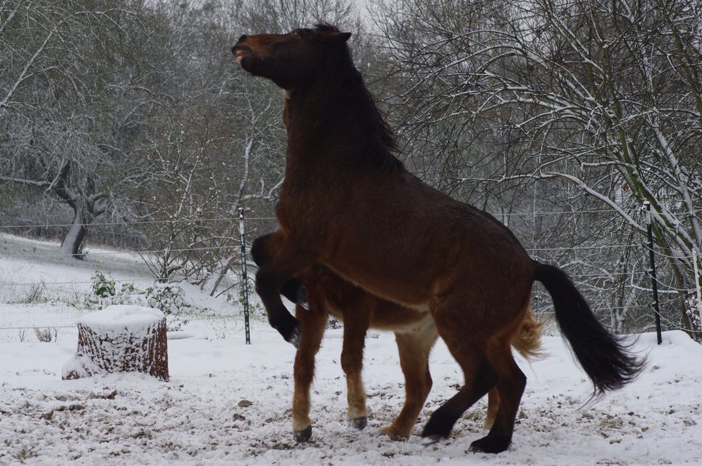 Islandpferde spielen auf dem verschneiten Reitplatz.