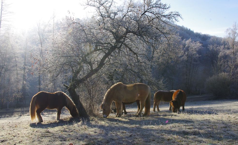Ponys fressen unter einem Baum in Winterlandschaft