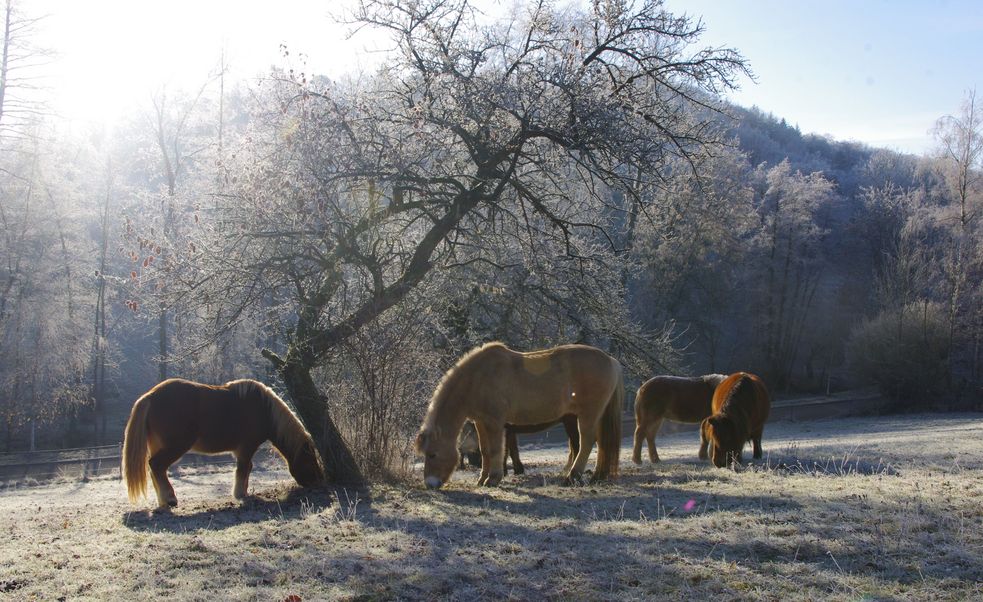 Ponys fressen unter einem Baum in Winterlandschaft