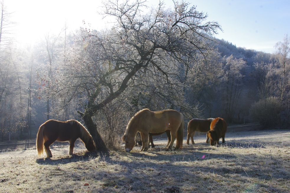 Ponys fressen unter einem Baum in Winterlandschaft