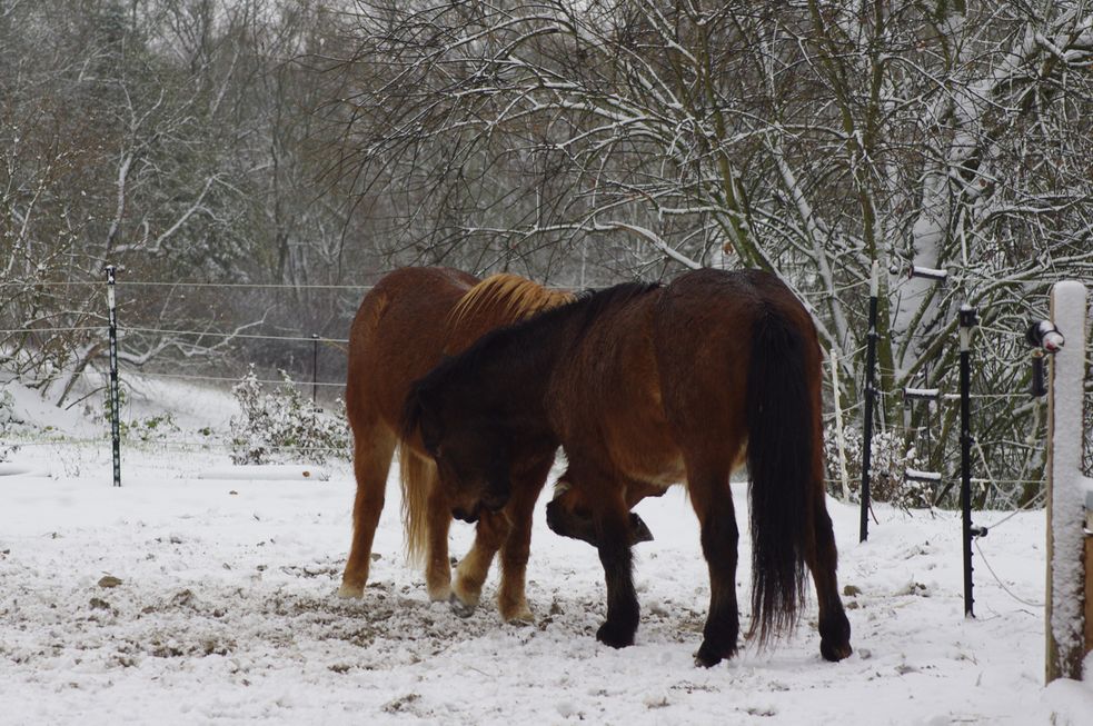 Islandpferde spielen auf dem verschneiten Reitplatz.