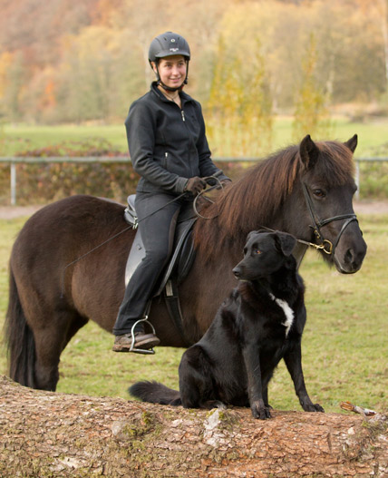 Islandpony Bera mit Reiterin und Hund