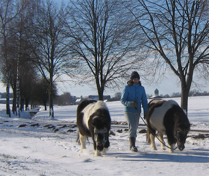 Shetlandponys Max und Flora im Schnee